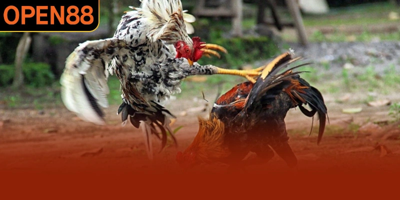 Đòn cáo được tung ở cự ly gần đánh mạnh vào cổ